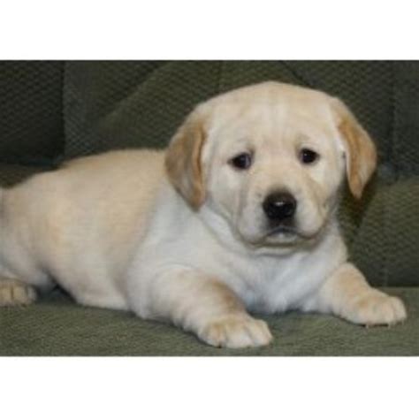 When someone is breeding puppies or breeding kittens, they are creating new dogs and cats who. Labrador Retriever (Lab) Breeders and Kennels ...