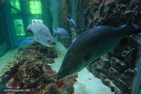 Kepada pencinta akuarium dan ikan hiasan sila bergembira, pusat ikan hiasan teluk kemang menampilkan pameran ikan laut tempatan yang exotik. Pusat Ikan Hiasan