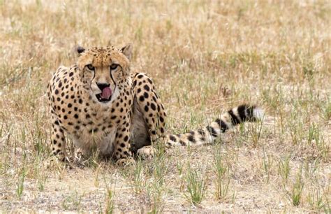 Meet Innes The Cheetah Monarto Zoos Newest Resident