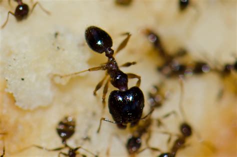 While termite and pest inspections can be required, the va in most cases does not allow the borrower to pay for it in all but nine states. Ants | Central Termite and Pest in Arkansas