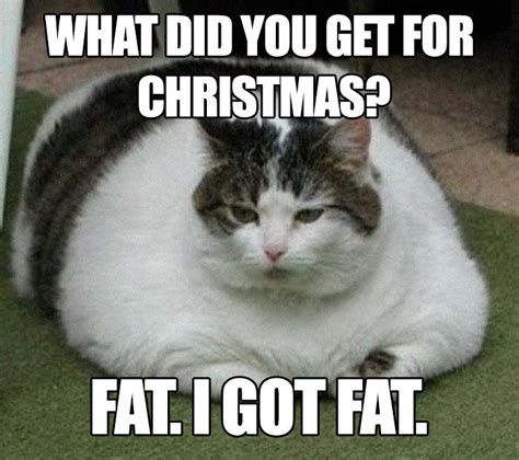Fat cat really makes you funny mood. 35 Hilarious Food Memes in 2020 | Silly cats pictures, Silly cats, Funny cat pictures