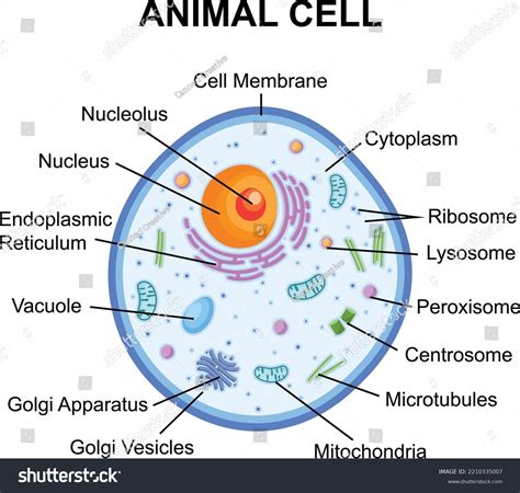 Animal Cell Structure Diagram Cross Section Stock Vector Royalty Free