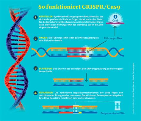 Crisprcas9 So Funktioniert Die Gen Schere Forschung Das Magazin