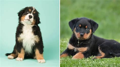 Bernese Mountain Dog And Rottweiler Mix Puppy Rottweiler Expert