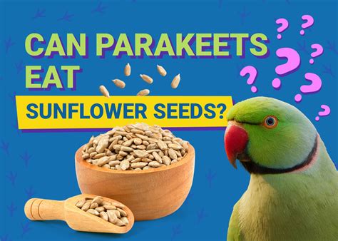 Can Parakeets Eat Sunflower Seeds? Vet-Reviewed Facts & Info You Need