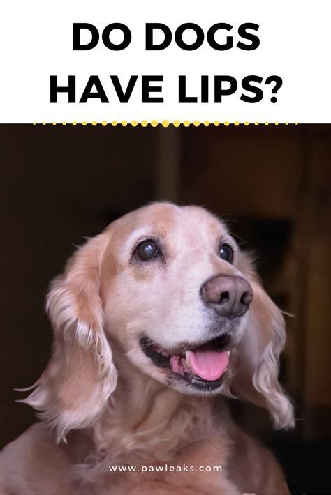 Do Dogs Have Lips Dogs Smiling Dogs Dog Health
