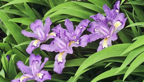Crested Dwarf Iris Growing In The Great Smokey Mountains National Park