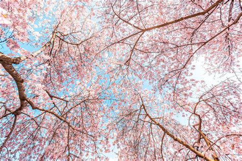 How The Japanese Culture Of Celebrating Cherry Blossoms Finds Beauty In