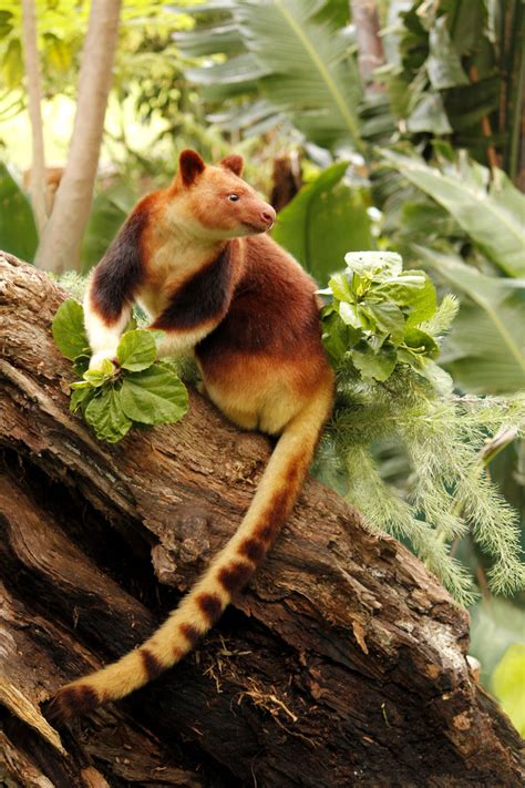 Endangered Animals Of Papua New Guinea Tarsha Barrios