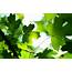 Green Leaves 4K Wallpapers  HD ID 19188