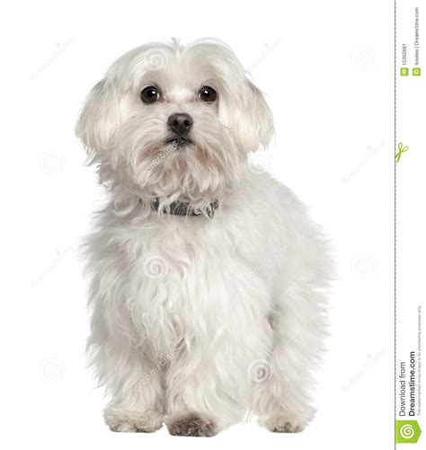 Maltese Dog 11 Years Old Standing Stock Image Image Of Space Shot