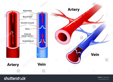 Artery And Vein Circulatory System Red Indicates Oxygenated Blood
