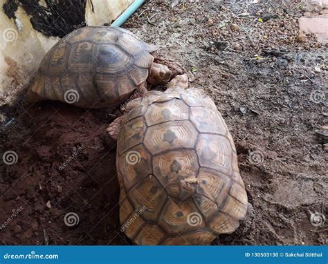 Land Turtle In Thailand Stock Photo Image Of Attraction 130503130