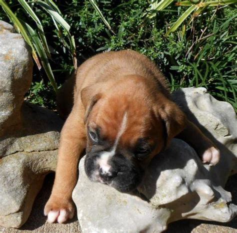 He is very playful and loves to run and jump! AKC Boxer Puppy (Happy) for Sale in Chesnee, South ...
