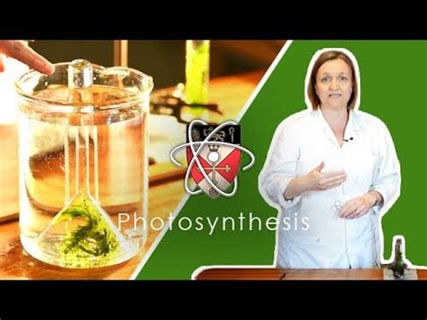 Rates Of Photosynthesis Gcse Science Required Practical Youtube