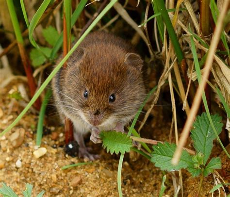 They are herbivorous rodents that live mostly underground, although they. How To Get Rid Of Moles And Voles (And Gophers)