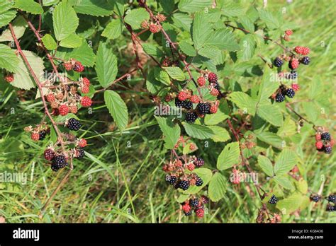 Blackberry Blackberries Growing Wild On Bramble Bush Background Copy