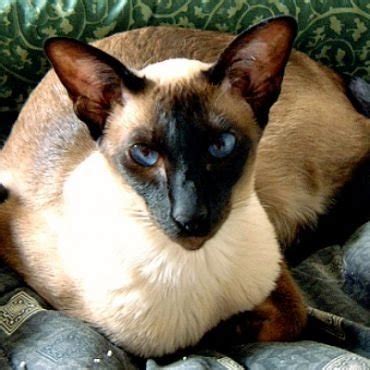 Jenis kucing himalaya karakteristik kepribadian dan perawatannya. F.D.C Willard, seekor kucing yang menjadi ilmuwan | Kucing gue