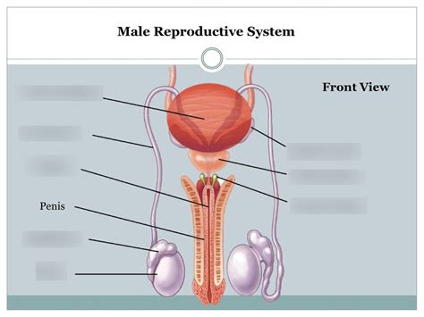 Male Reproductive Structures Label Front View Diagram Quizlet
