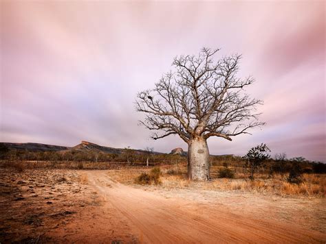 Boab Tree Kimberley North Western Australia Christian Fletcher Gallery
