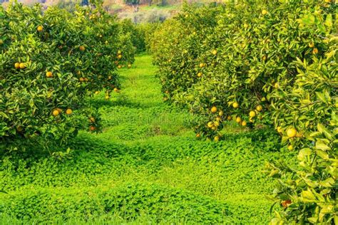 Green Sunny Orange Garden With Rows Of Orange Trees With Oranges Fruits