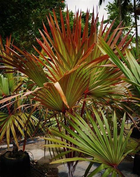 16 Best Red Tropical Plants For Growing Indoors And Outdoors