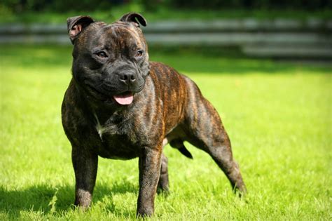 This breed is a great family pet and family protector. Staffordshire Bull Terrier : caractère, santé, origines et ...