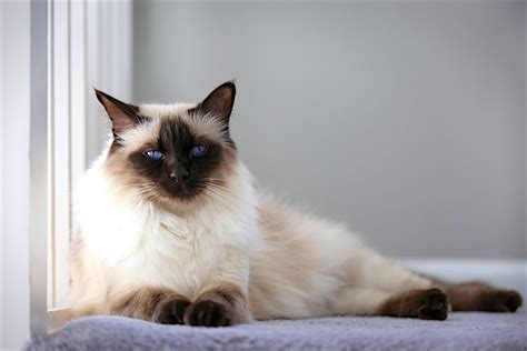 5 Things To Know About Balinese Cats Petful