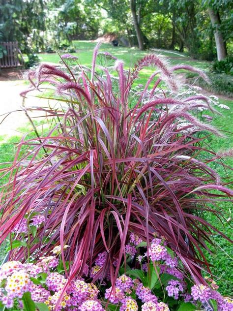There are purple perennial flowers in shades ranging from pale lavender to the deepest purple. Fountain Grass for Zone 7 | Pennisetum setaceum) Purple ...