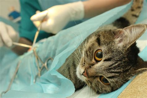 Dorsal Cervical Stabilization In Cats Procedure Efficacy Recovery