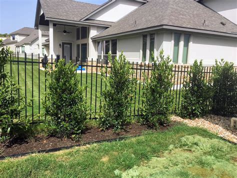Evergreen Trees For Privacy Fence