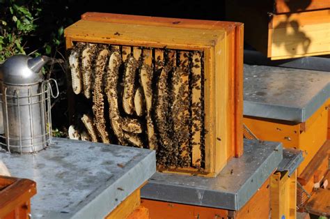 How To Move Bees From One Hive To Another Honest Beekeeper