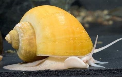 Gold Mystery Snail Freshwater Invertebrate Species Profile Pomacea Sp Tank Facts