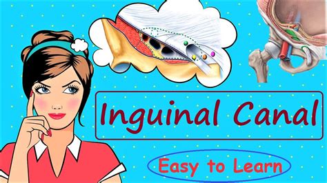 Inguinal Canal Easy To Learn Simplified Anatomy YouTube