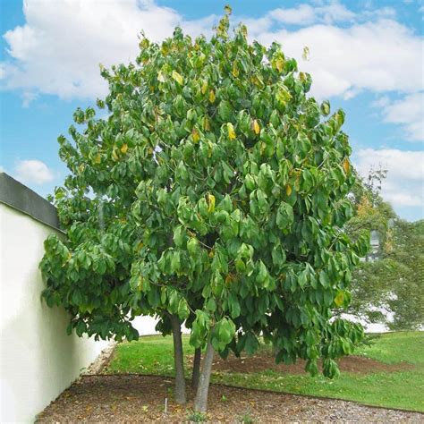 Gal Paw Paw Seedling Fruit Tree Pawpaw G The Home Depot