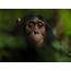 Scientists Capture Diverse Reactions Of Wild Apes To Camera Traps 