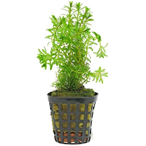 This means that however many immersed leaves are left will probably melt after a few weeks in your tank. 37 Best Aquarium Plants Ideas & How to Grow Aquarium Plants