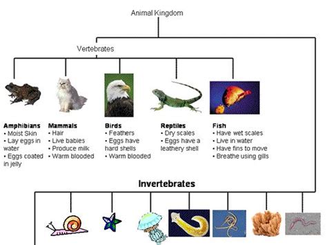 Animal Kingdom Animal Classification Elementary Biology Animal Behavior