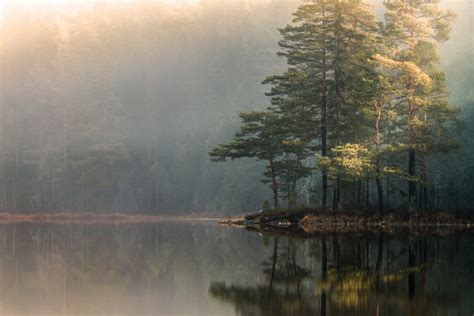 Landscape Nature Mist Lake Forest Sunrise Trees Reflection Sunlight