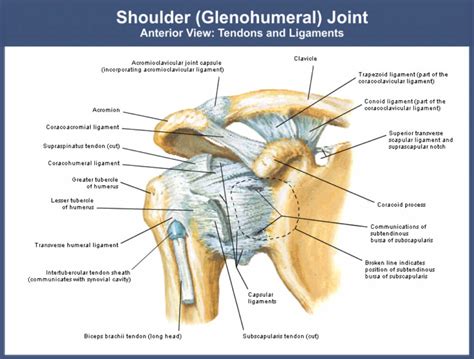 Broad ligament, round ligament, cardinal ligament, uterosacral ligament and pubocervical ligament. shoulder rehabilitation, shoulder injuries, dislocation ...