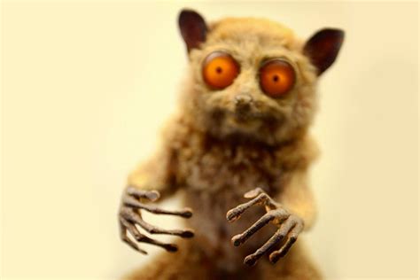 10 Terrible Taxidermy Jobs By People Who Have Probably Never Seen Animals