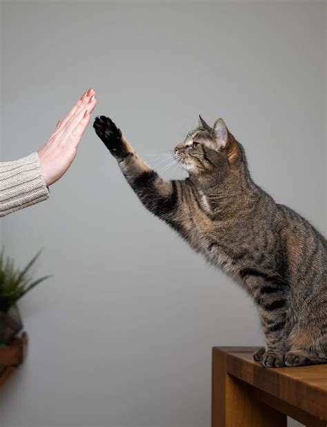 Cat Training Fun And Easy Tricks To Teach Your Cat Beverly Hills