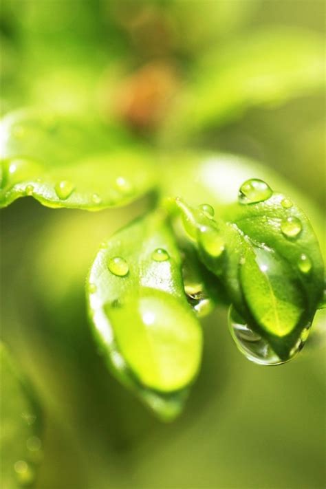 Wallpaper Green Leaves Close Up Water Droplets Glare 2560x1440 Qhd