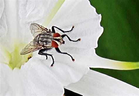 Stock Pictures Big Black Fly With Red Eyes Photos And Sketches