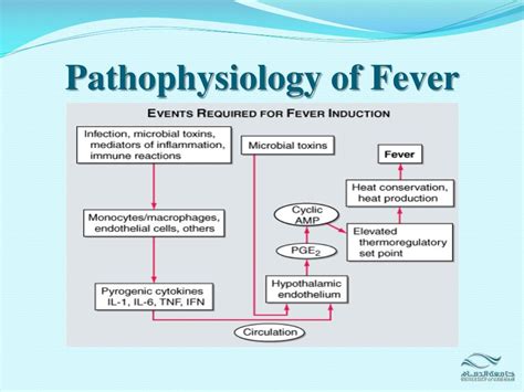 Fever Causes Metabolic Rate And Treatment Carrie Visintainer