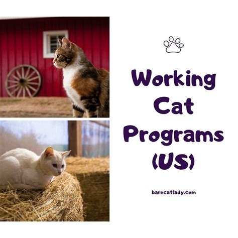 Working Cat Programs Us The Barn Cat Lady