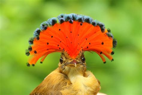 Bernoulli Goes Wild — Bernoulli Finance