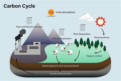 Explain The Different Types Of Respiration In The Carbon Cycle