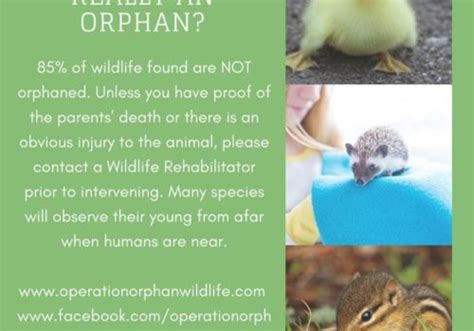 Rehabilitating Orphan And Injured Wildlife Since 1962 A Non Profit
