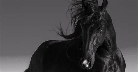 True black horses have dark brown eyes, black skin, and wholly black hair coats without any areas of permanently reddish or brownish hair. The 4 Horsemen of the Apocalypse & Disasters They Bring